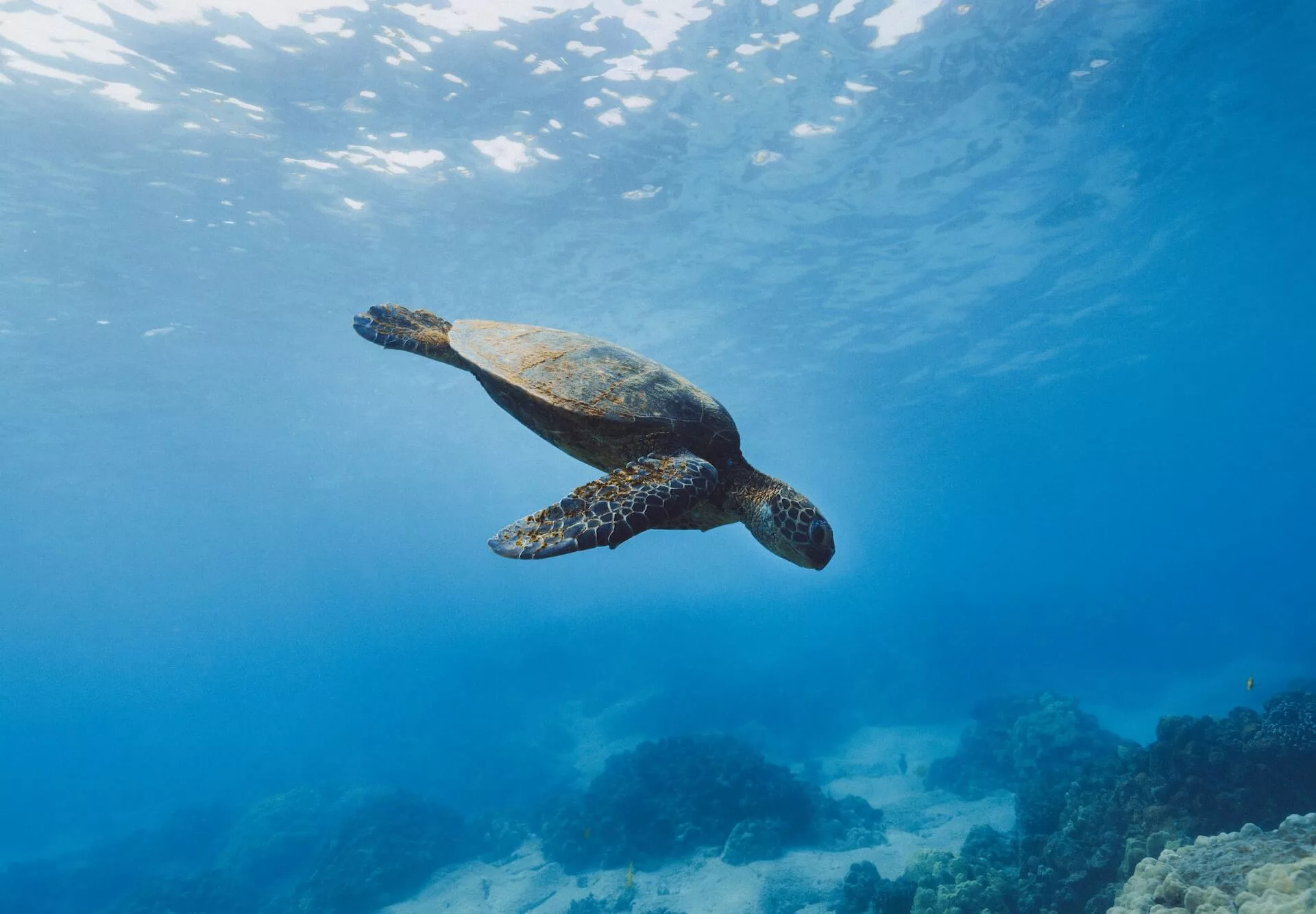 turtle swimming around a coral reef