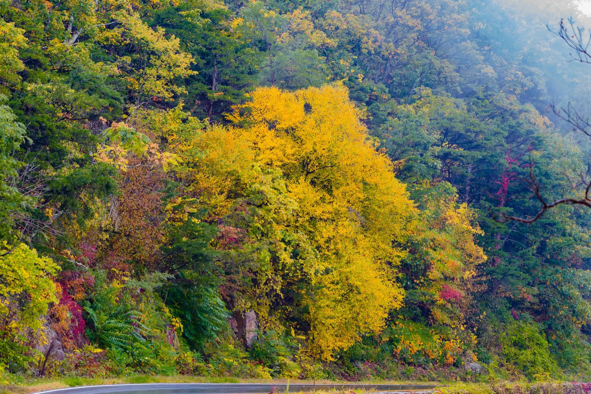 naveen-naidu-wc0Smq_agG4-unsplash